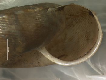 Media type: image; Malacology 156671   Description: lateral view of shell;